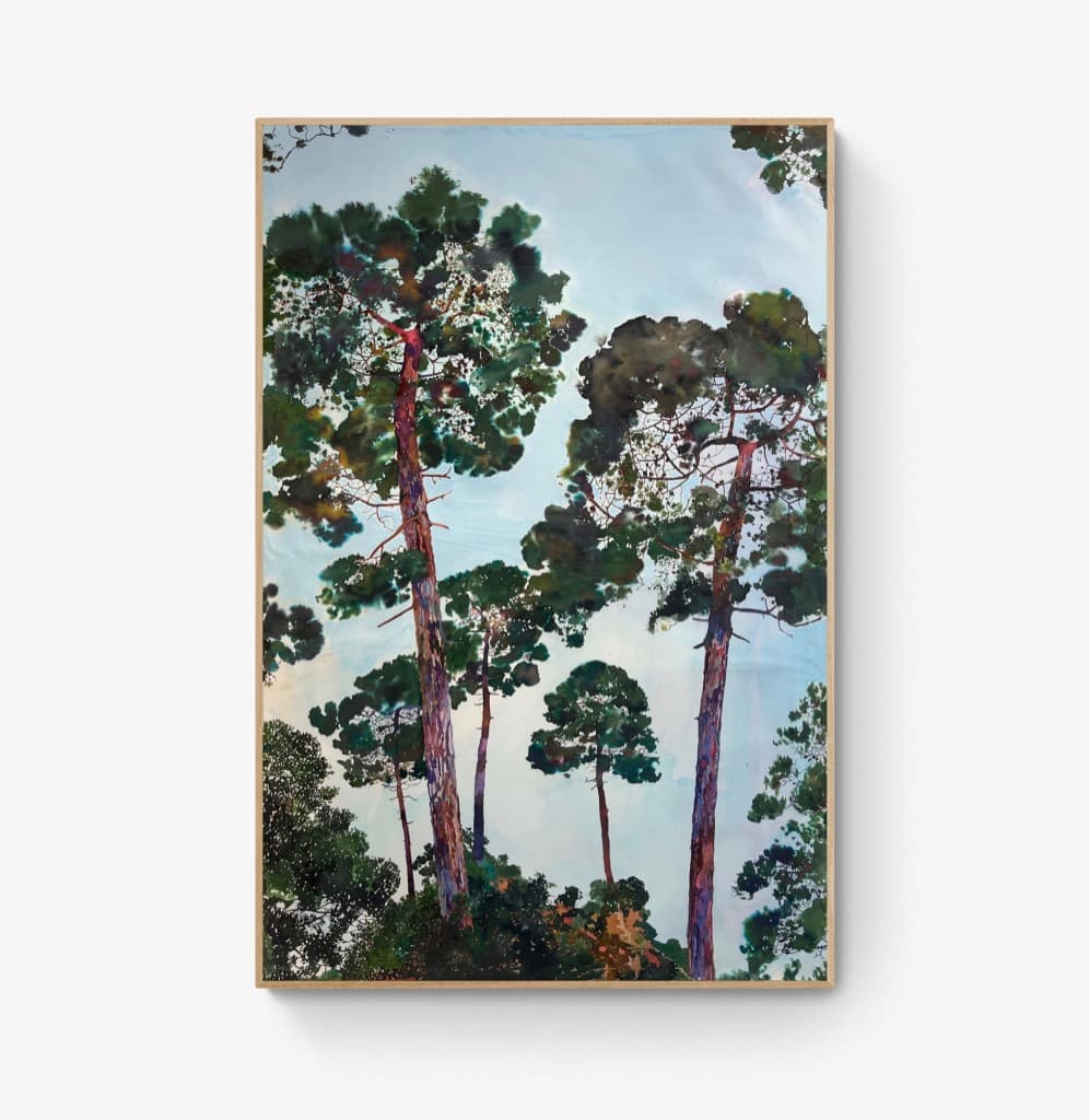 “Pinus truculentus”, Sébastien Mahon
